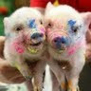 Meet your Posher, Grace